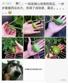 不明真相吃瓜土狗,网络热词背后的文化现象