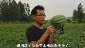 河南农村吃瓜视频,瓜田飘香，欢乐满溢