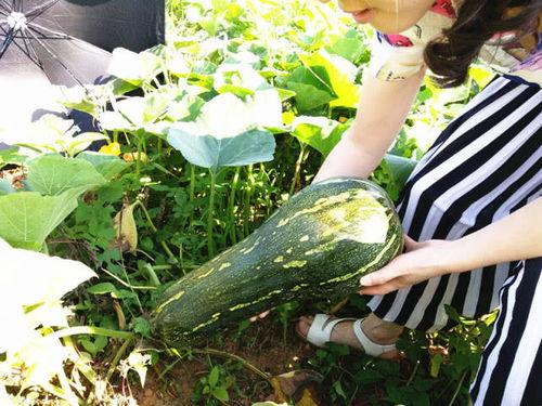 不知从何吃瓜,从“不知从何吃瓜”看网络时代的娱乐现象