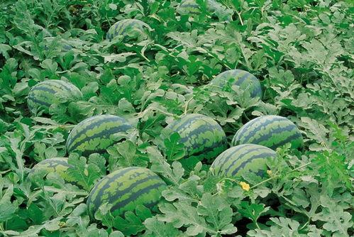 吃瓜群项目拆解