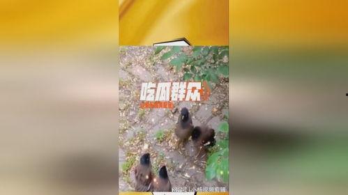 吃瓜大树电影解析,揭秘电影背后的秘密与真相