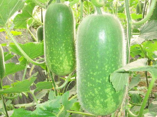 斤斤吃瓜,揭秘娱乐圈的甜蜜与苦涩