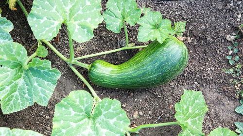 瓠瓜叶怎么吃,营养美味尽在掌握