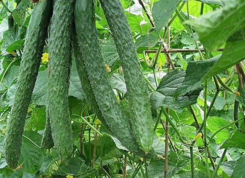 每天都在吃瓜路上,我的每日吃瓜之旅