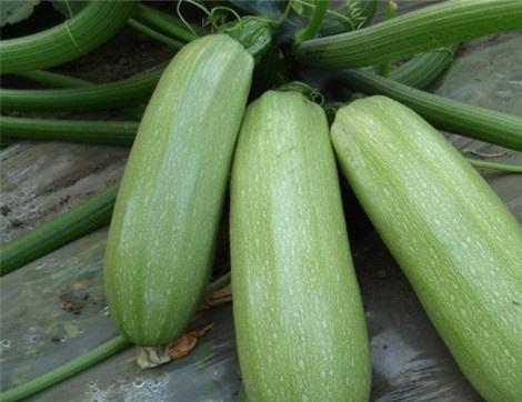 吃兰瓜有什么好处,兰瓜的营养益处大盘点