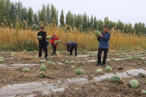 湖边的吃瓜群众,夏日炎炎，谁才是瓜王？