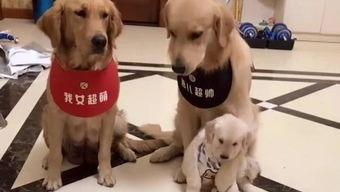 踢了个瓜小狗吃冰