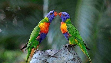 小鹦鹉吃的什么瓜,探寻其钟爱的美味瓜类